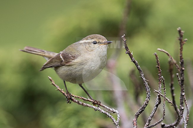 Humes Leaf Warbler - Tienschan-Laubsänger - Phyllsocopus humei ssp. humei, Kyrgyzstan stock-image by Agami/Ralph Martin,