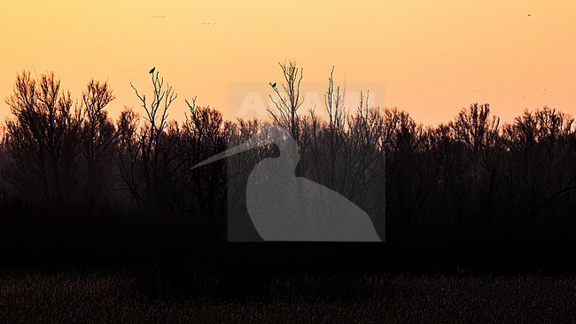  stock-image by Agami/Menno van Duijn,