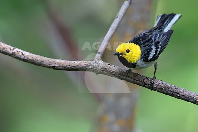 Adult male Hermit Warbler (Setophaga occidentalis) in North-America. stock-image by Agami/Dubi Shapiro,