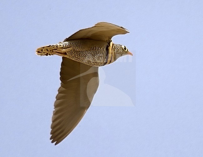 Lichtenstein's sandgrouse (Pterocles lichtensteinii) in Israel. Male in flight. stock-image by Agami/Tomi Muukkonen,
