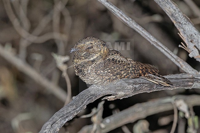 Mexican Whip-poor-will, Antrostomus arizonae, in Western Mexico. stock-image by Agami/Pete Morris,