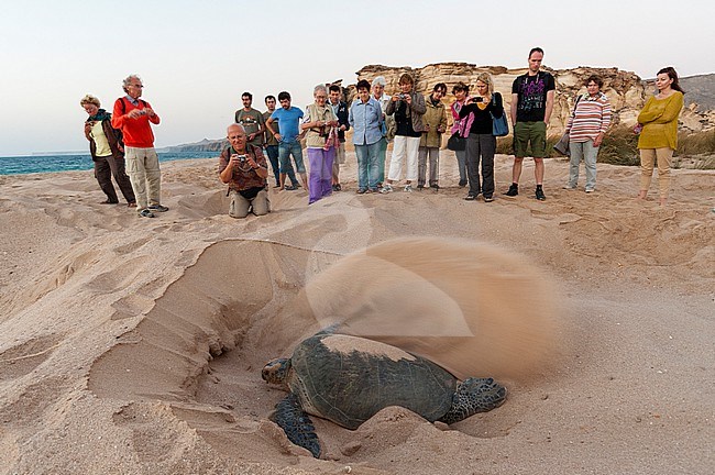 Tourists watching a green sea turtle, Chelonia mydas, covering her nesting hole after laying her eggs. Ras Al Jinz, Oman. stock-image by Agami/Sergio Pitamitz,
