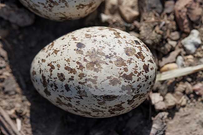 Eurasian Stone-curlew (Burhinus oedicnemus) taken the 12/05/2025 at Saint-Martin de Crau - France. stock-image by Agami/Nicolas Bastide,
