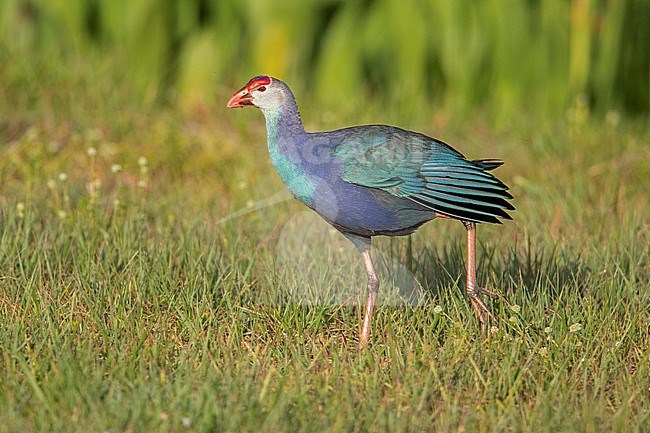Grey-headed Swamphen (Porphyrio poliocephalus) is an Asian species, but is now found in Florida.  This one is at Wakodahatchee wetlands. stock-image by Agami/Tom Friedel,