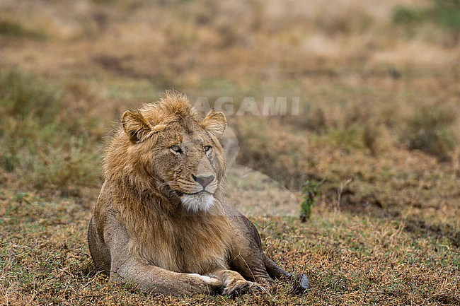 Portrait of a male lion, Panthera leo, resting. Ndutu, Ngorongoro Conservation Area, Tanzania. stock-image by Agami/Sergio Pitamitz,