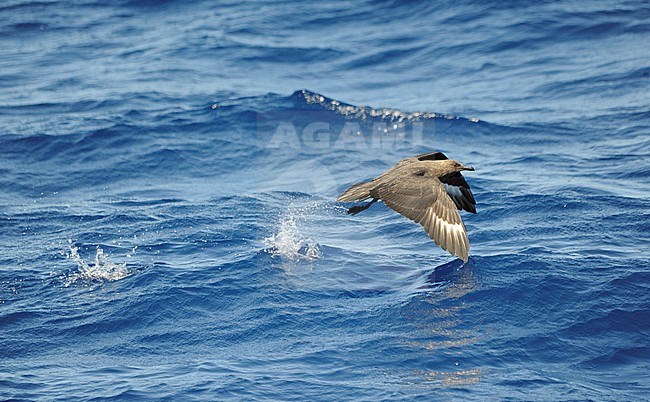 Second-year South Polar Skua (Stercorarius maccormicki) off the canary islands in the Atlantic ocean. A rare vagrant A rare vagrant to the North Atlantic area. stock-image by Agami/Dani Lopez-Velasco,