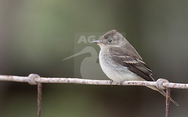 Autumn plumaged Eastern Wood-Pewee, Contopus virens, in Northerm America. stock-image by Agami/Ian Davies,