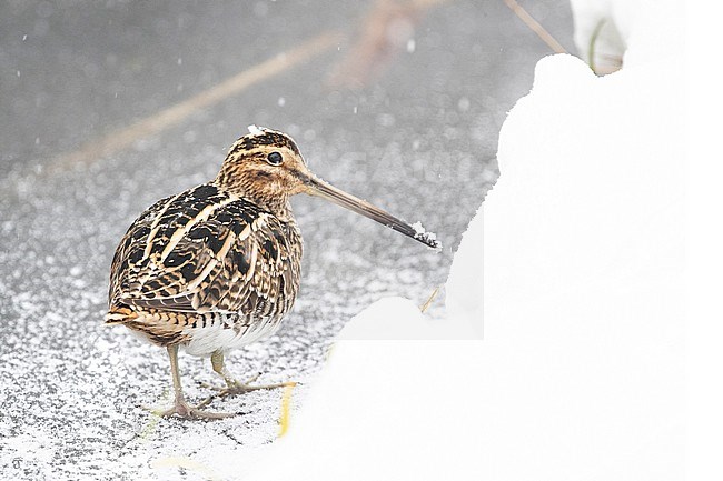 Common Snipe (Gallinago gallinago) trying to survive by feeding at the edge of the ice during a cold period in the Netherlands. stock-image by Agami/Arnold Meijer,