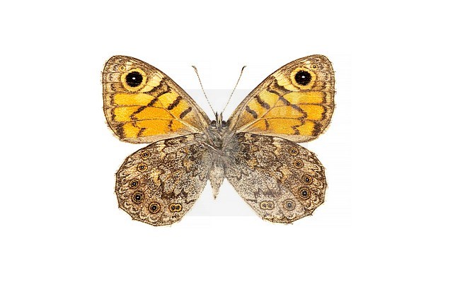 Wall Brown, Argusvlinder, Lasiommata megera stock-image by Agami/Wil Leurs,