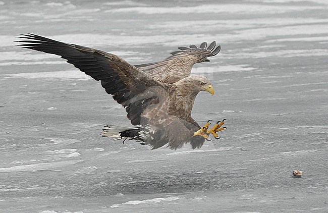 White-tailed Eagle (Haliaeetus albicilla) at pack ice off Hokkaido, Japan. stock-image by Agami/Eduard Sangster,