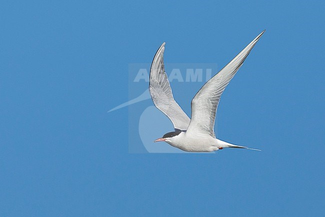 Adult Common Tern (Sterna hirundo) flying over the beach in Galveston County, Texas. stock-image by Agami/Brian E Small,