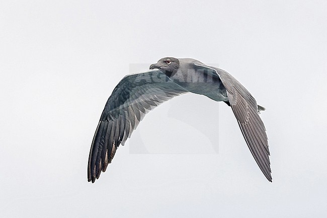 Lava gull (Leucophaeus fuliginosus) on the Galapagos Islands, part of the Republic of Ecuador. stock-image by Agami/Pete Morris,