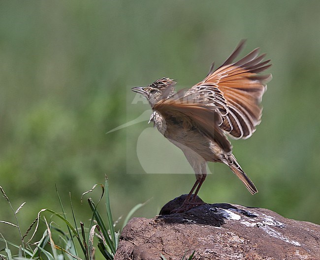 Rufous-naped Lark (Mirafra africana tropicalis) standing on a rock displaying in the Serengeti, Tanzania stock-image by Agami/Andy & Gill Swash ,