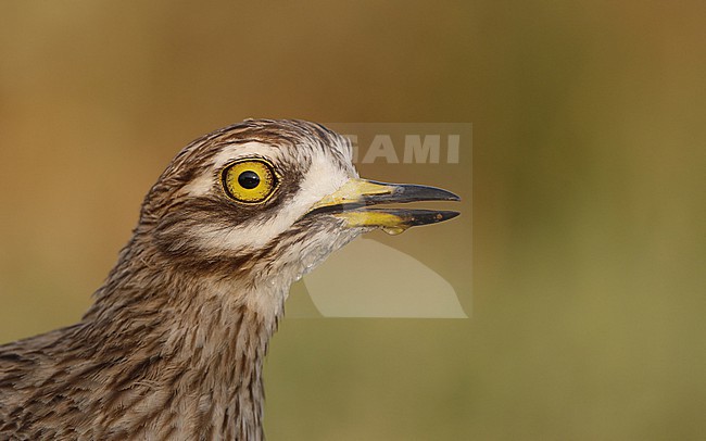 Portrait of adult Eurasian Stone-curlew (Burhinus oedicnemus oedicnemus) at Laguna de Taray, Castilla-La Mancha, Spain stock-image by Agami/Helge Sorensen,