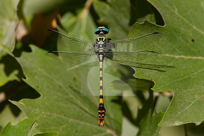 Imago Donkere tanglibel man; Adult Dark Pincertail male; stock-image by Agami/Fazal Sardar,