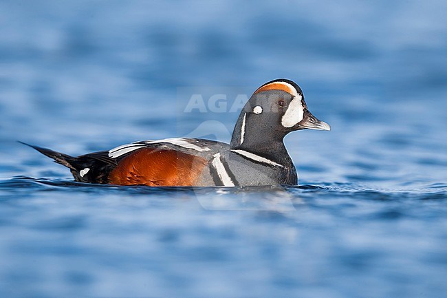 Beautiful adult male Harlequin Duck (Histrionicus histrionicus) swimming on a serene arctic pond in Iceland. stock-image by Agami/Daniele Occhiato,