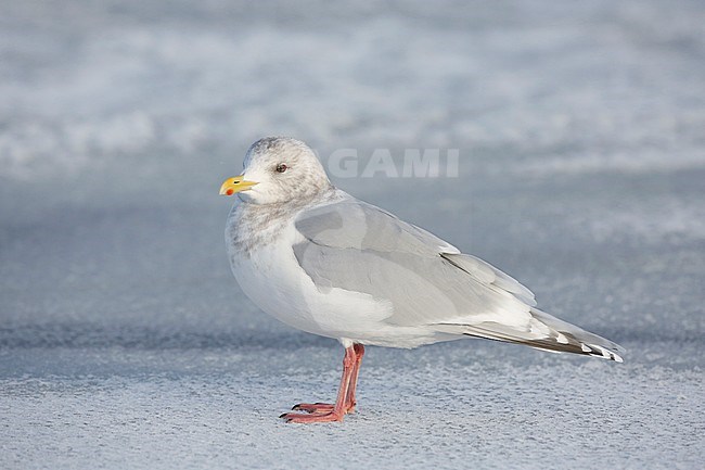 Kumliens Meeuw, Kumlien's Gull, Larus glaucoides kumlieni stock-image by Agami/Chris van Rijswijk,