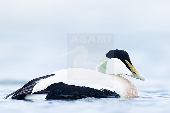 Eider, Common Eider, Somateria mollissima stock-image by Agami/Menno van Duijn,