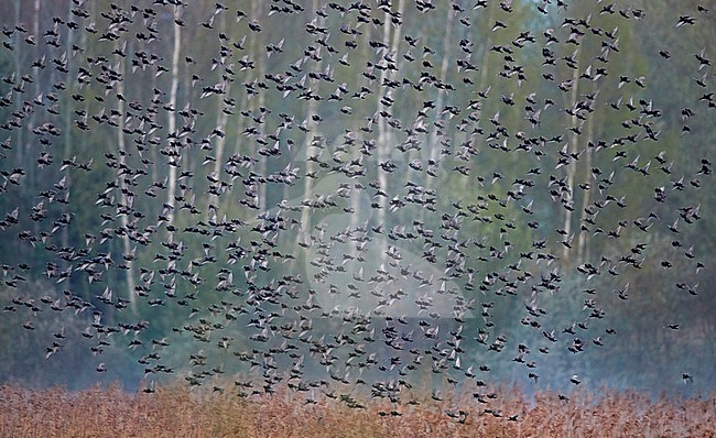 Big flock of Common Starlings (Sturnus vulgaris) during spring migration in Latvia. Taking off from a reed bed in a forest. stock-image by Agami/Markus Varesvuo,