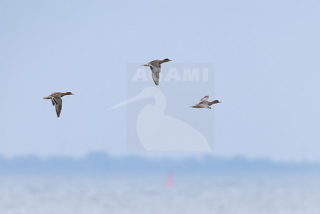 immature and adult female eurasian widgeon (anas penelope) in flight, found at Fehmarn at the Baltic Sea in Germany, found at Fehmarn at the Baltic Sea in Germany stock-image by Agami/Mathias Putze,