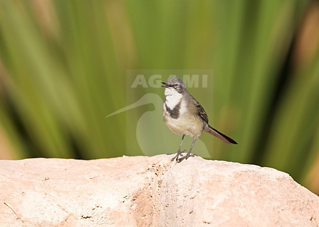 Kaapse Kwikstaart, Cape Wagtail, Motacilla capensis stock-image by Agami/Marc Guyt,