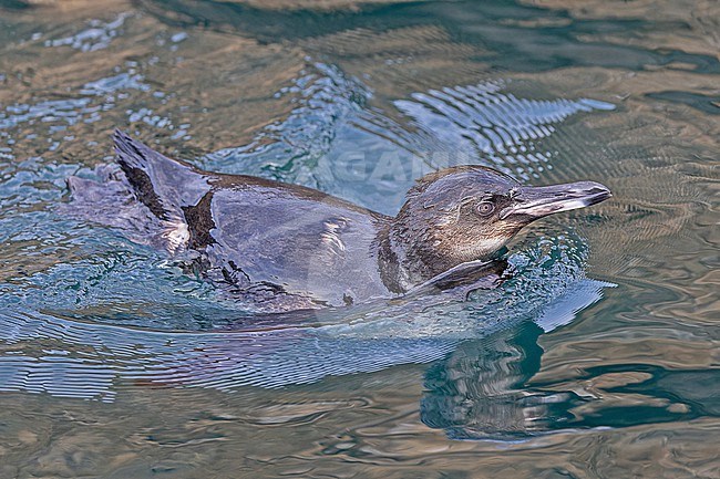 Swimming Galapagos penguin (Spheniscus mendiculus) on the Galapagos Islands, part of the Republic of Ecuador. The only penguin found north of the equator. stock-image by Agami/Pete Morris,