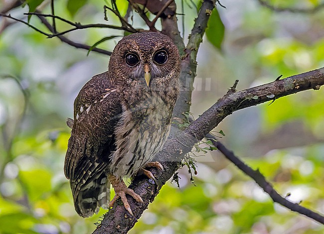 Mottled Owl, Strix virgata, in western and central Panama. Probably subspecies centralis. stock-image by Agami/Pete Morris,