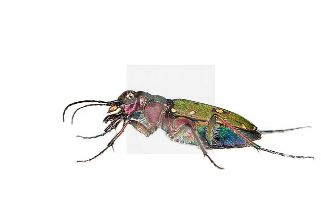 Green tiger beetle, Cicindela campestris stock-image by Agami/Wil Leurs,