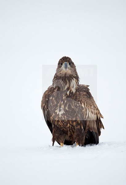 Zeearenden in de sneeuw, White-tailed Eagles  in the snow stock-image by Agami/Danny Green,