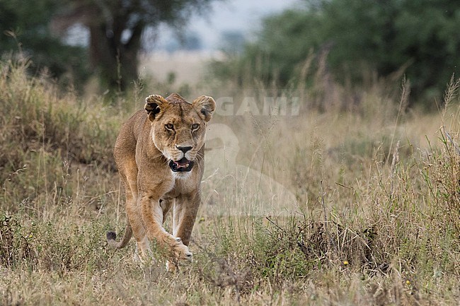 A lioness, Panthera leo, walking. Seronera, Serengeti National Park, Tanzania stock-image by Agami/Sergio Pitamitz,