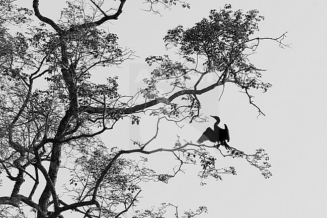 An Anhinga, Anhinga anhinga, perching on a branch. Pantanal, Mato Grosso, Brazil stock-image by Agami/Sergio Pitamitz,