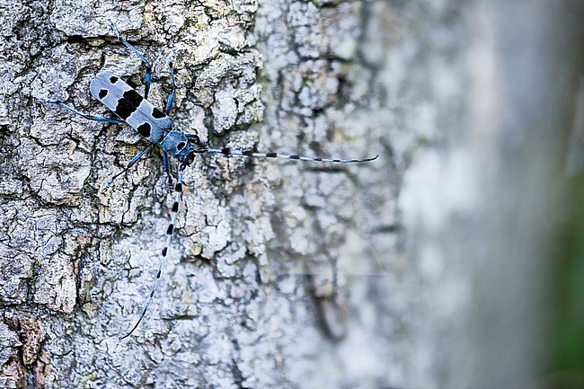 Rosalia alpina - Alpine longhorn beetle - Alpenbock, Germany (Baden-Württemberg), imago stock-image by Agami/Ralph Martin,
