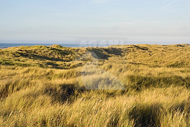 Duinen Vlieland, Nederland; Dunes Vlieland, Netherlands stock-image by Agami/Marc Guyt,