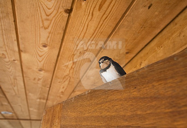 Boerenzwaluw onder afdak van schuurtje; Barn Swallow perched under roof of a barn stock-image by Agami/Marc Guyt,