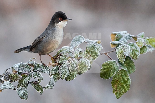 Sardinian Warbler (Sylvia melanocephala) male wintering in Italy stock-image by Agami/Daniele Occhiato,