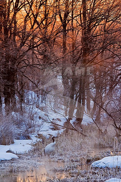 Endangered Red-crowned Crane (Grus japonensis) on Hokkaido in Japan. Standing in river in frost covered forest with sunrise. stock-image by Agami/Marc Guyt,