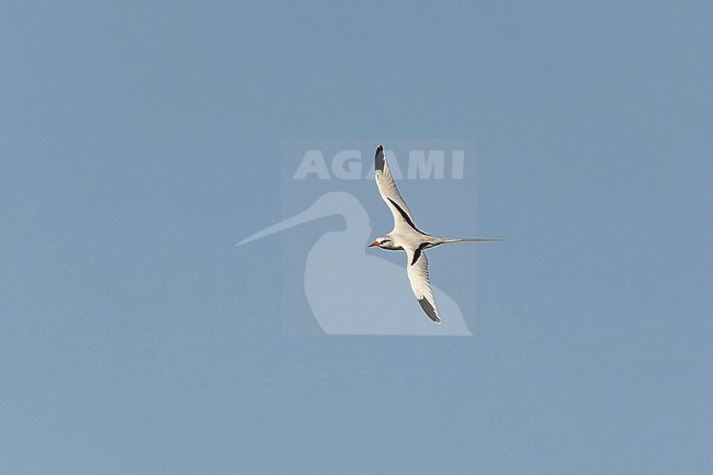Adult White-tailed tropicbird (Phaethon lepturus catesbyi) in the Dominican Republic. stock-image by Agami/Pete Morris,