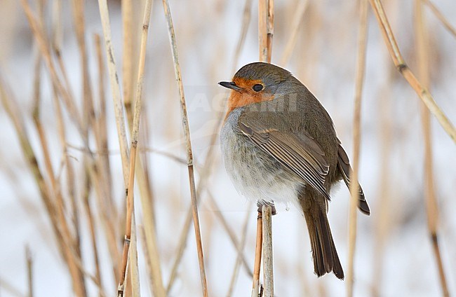 Erithacus rubecula stock-image by Agami/Eduard Sangster,