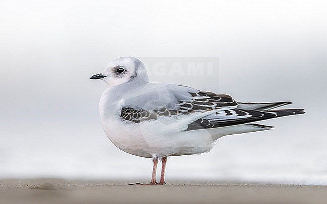 First winter Ross's Gull (Rhodostethia rosea) sitting on Leffrinckoucke beach, Nord,Hauts-de-France, France. stock-image by Agami/Vincent Legrand,