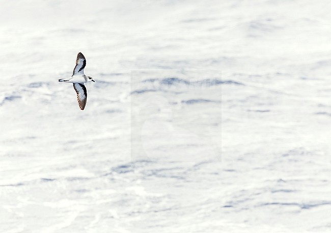 Black-winged Petrel (Pterodroma nigripennis) in flight over the Pacific Ocean near Norfolk Island, Australia. stock-image by Agami/Marc Guyt,