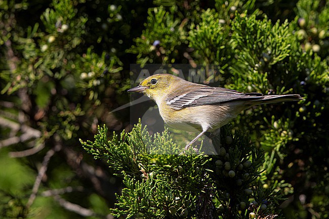Pine Warbler (Setophaga pinus) at Cape May, New Jersey, USA stock-image by Agami/Helge Sorensen,