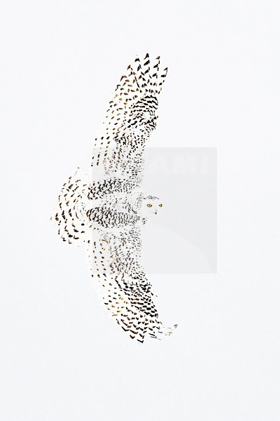 Snowy Owl (Bubo scandiacus) in snow covered landscape in Ontario Canada. stock-image by Agami/Marcel Burkhardt,