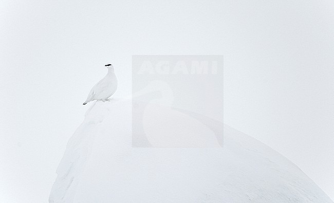 Ptarmigan male (Lagopus mutus) Utsjoki Finland February 2019 stock-image by Agami/Markus Varesvuo,