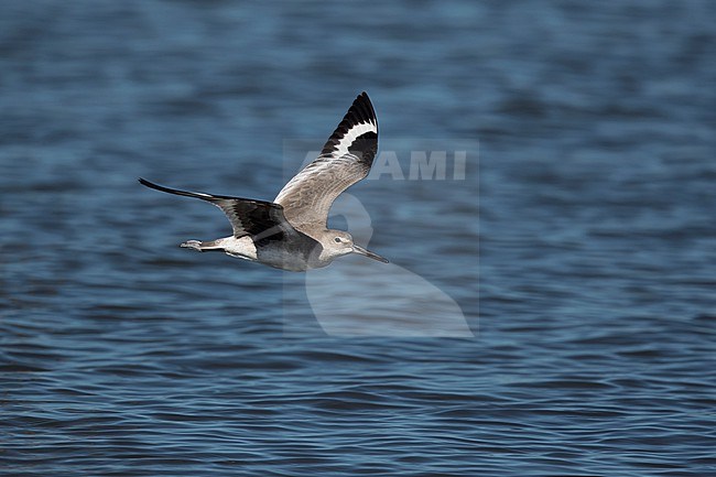 A first winter Willet (Tringa semipalmata; subspecies inornata) in flight lifting its wings and showing the black axillaries stock-image by Agami/Mathias Putze,
