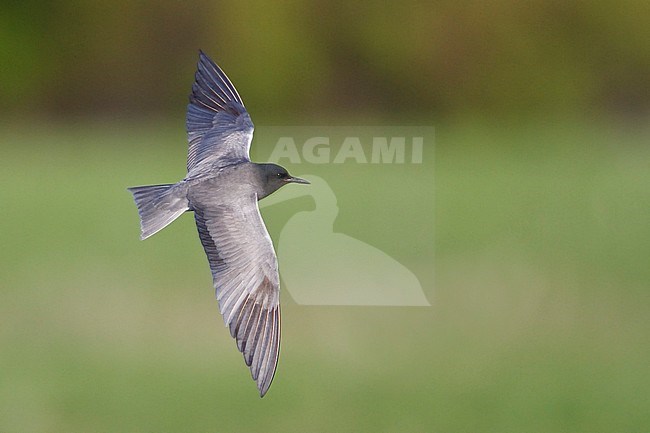 American Black Tern (Chilidonias niger) flying over a pond in Manitoba, Canada. stock-image by Agami/Glenn Bartley,