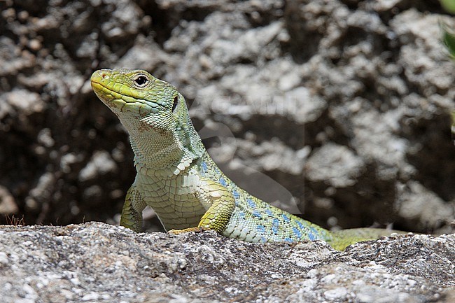 Ocellated Lizard (Timon lepidus) taken the 04/10/2023 at Istres - France. stock-image by Agami/Nicolas Bastide,
