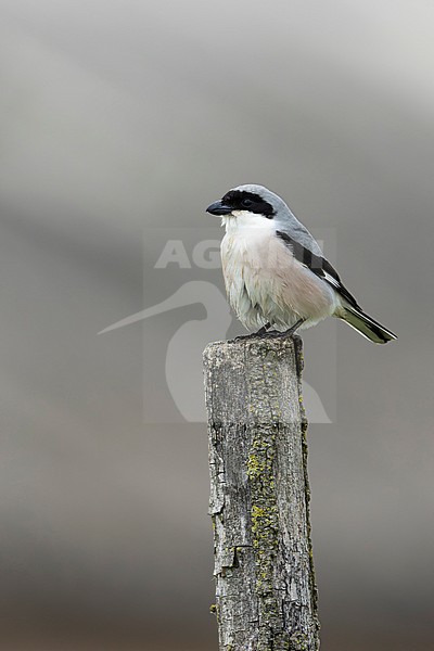 adult male lesser grey shrike (lanius minor) perching on a fence post, found in Fehér in Hungary stock-image by Agami/Mathias Putze,