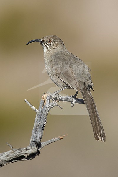 Adult
Socorro Co., N.M.
December 2014 stock-image by Agami/Brian E Small,