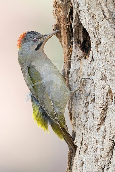 Levaillant's Woodpecker (Picus vaillantii), adult female at the entrance of an old nest stock-image by Agami/Saverio Gatto,
