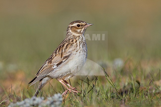 Woodlark - Heidelerche - Lullula arborea ssp. pallida; Cyprus, adult stock-image by Agami/Ralph Martin,